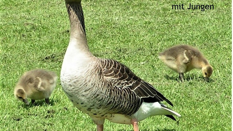Graugans mit Jungen. Foto Sannse, wikimedia.org