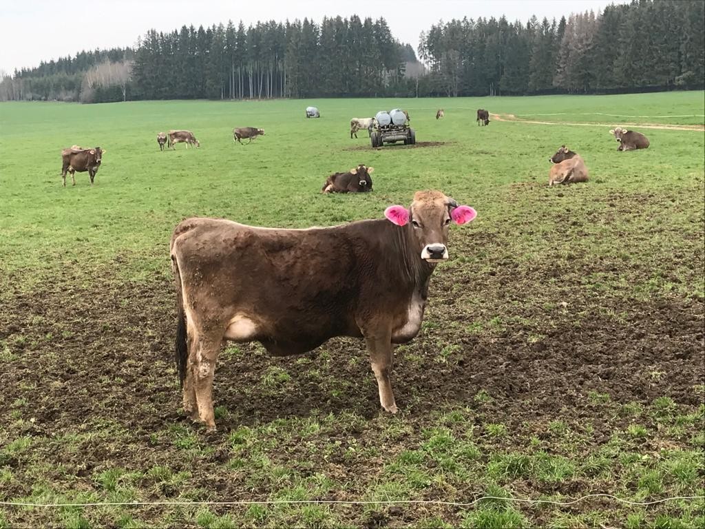 Milchwirtschaft im Allgäu