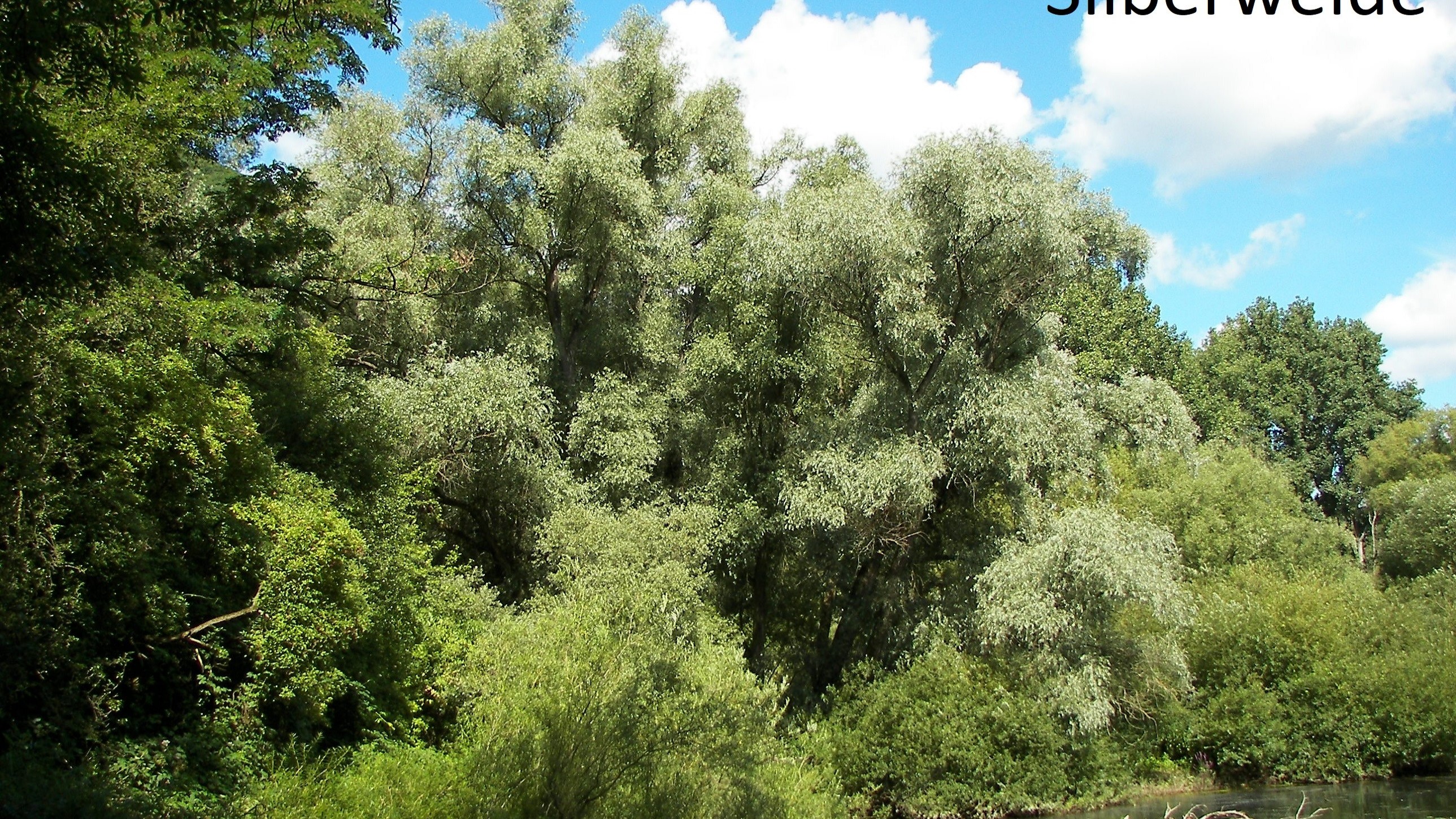 Silberweide, Foto Willow, wikimedia.org