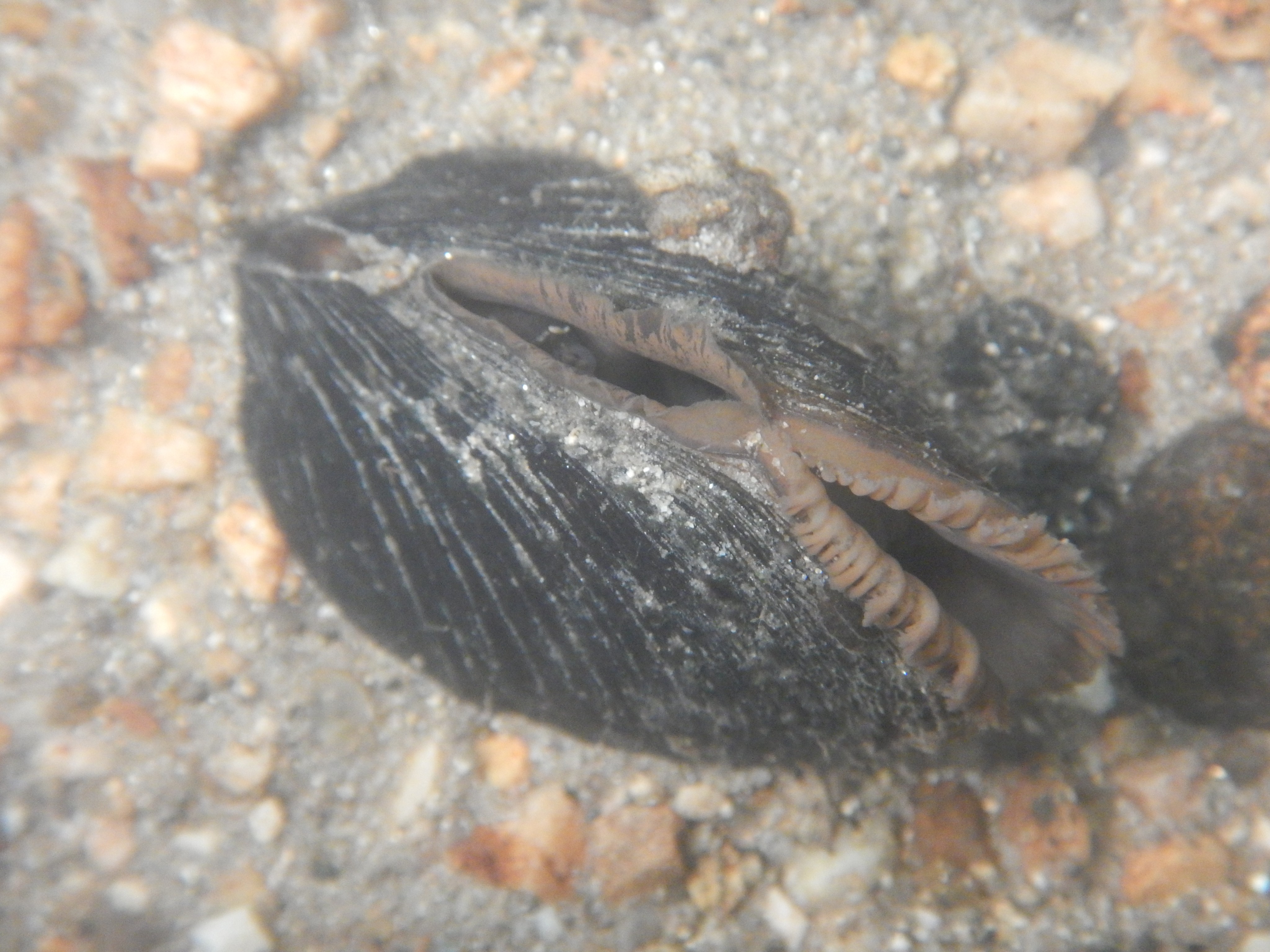 Die Flussperlmuschel – Der Schatz der Ilz