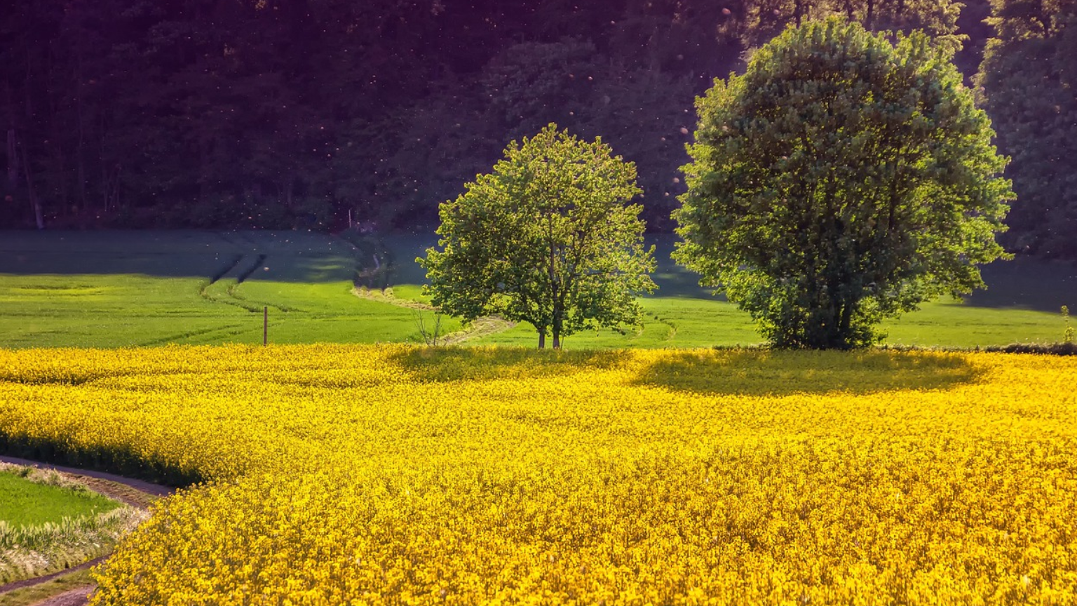 Rapsfeld vor der Ernte. Foto: bayernHistoryApp