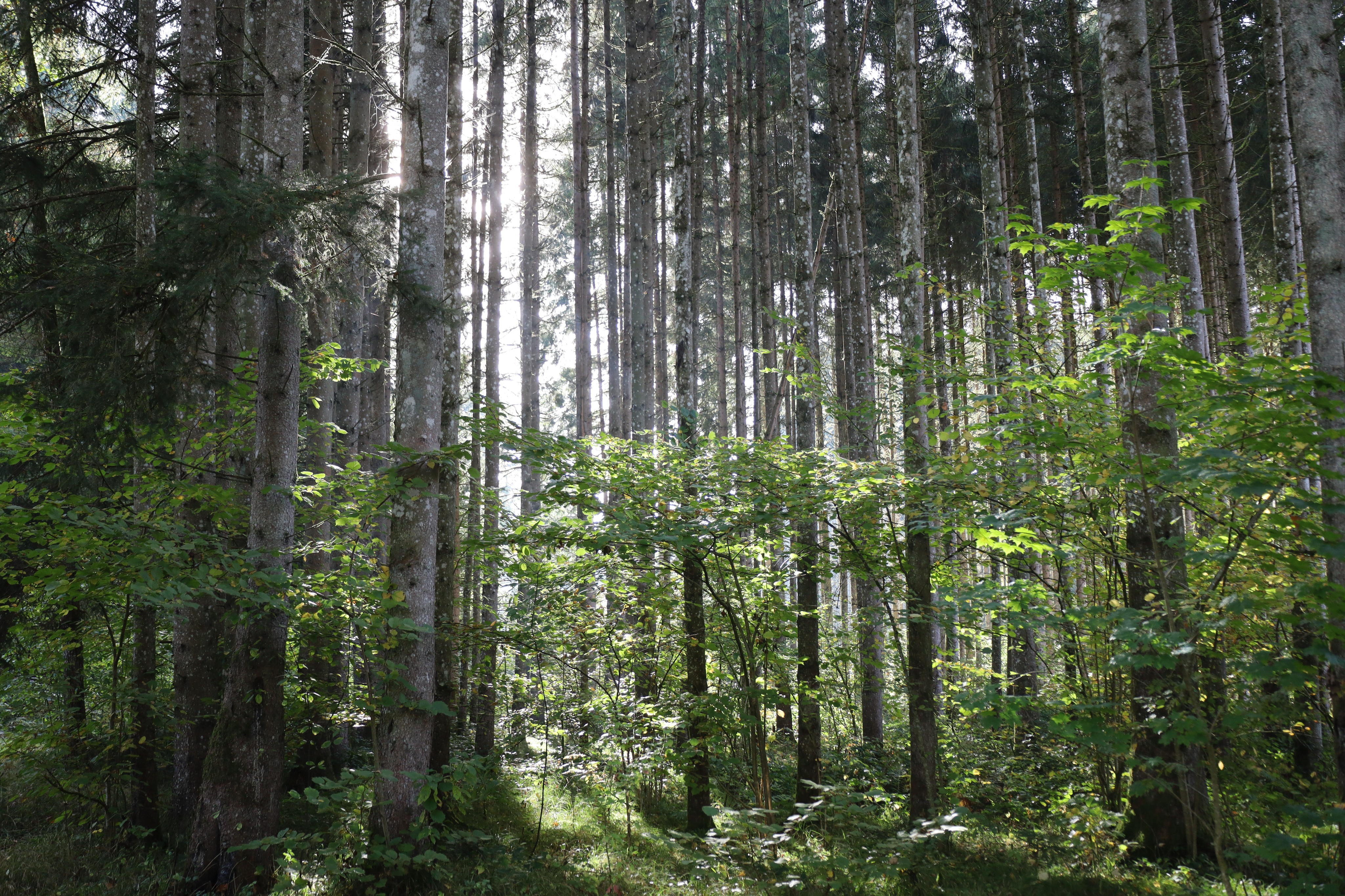 Vom Baum zum Holz – Der Weg aus dem Wald ins Sägewerk