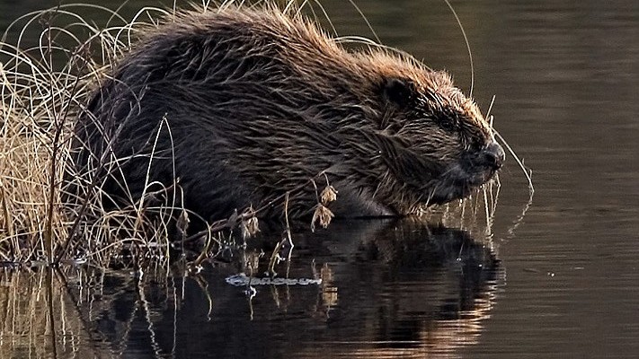 Biber, Foto Harald Olsen, wikimedia.org
