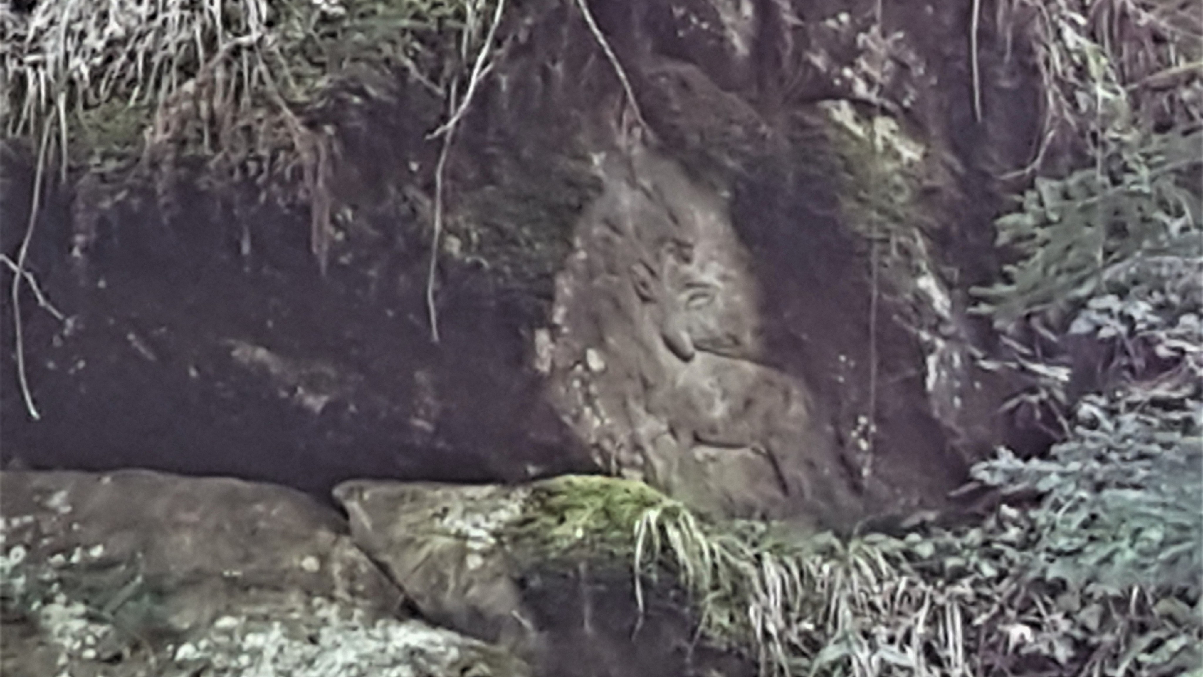 Selbst in der gezoomten Aufnahme ist das Tier (Gämse oder Hirsch?) im Fels nicht leicht zu erkennen. Es hat den Kopf zurückgewendet.
Aufnahme: 19. Februar 2021, filippba Creative-Commons-Lizenz by-nc-nd-4.0