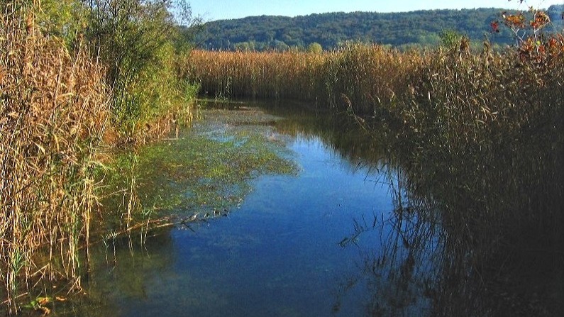 Fischbach, Foto Periphrastika, wikimedia.org