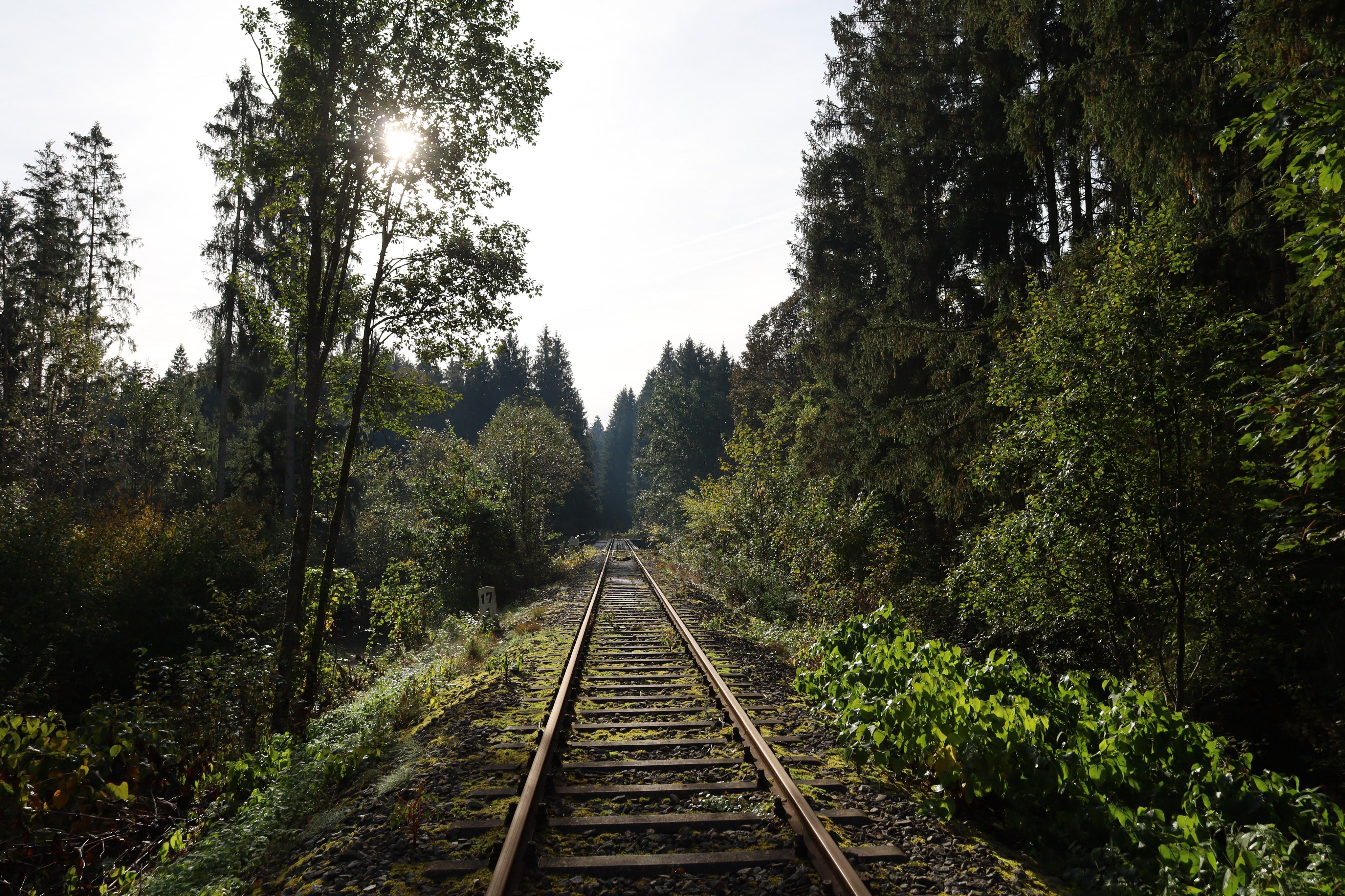 Der Wald – Ein wandelbarer Lebensraum