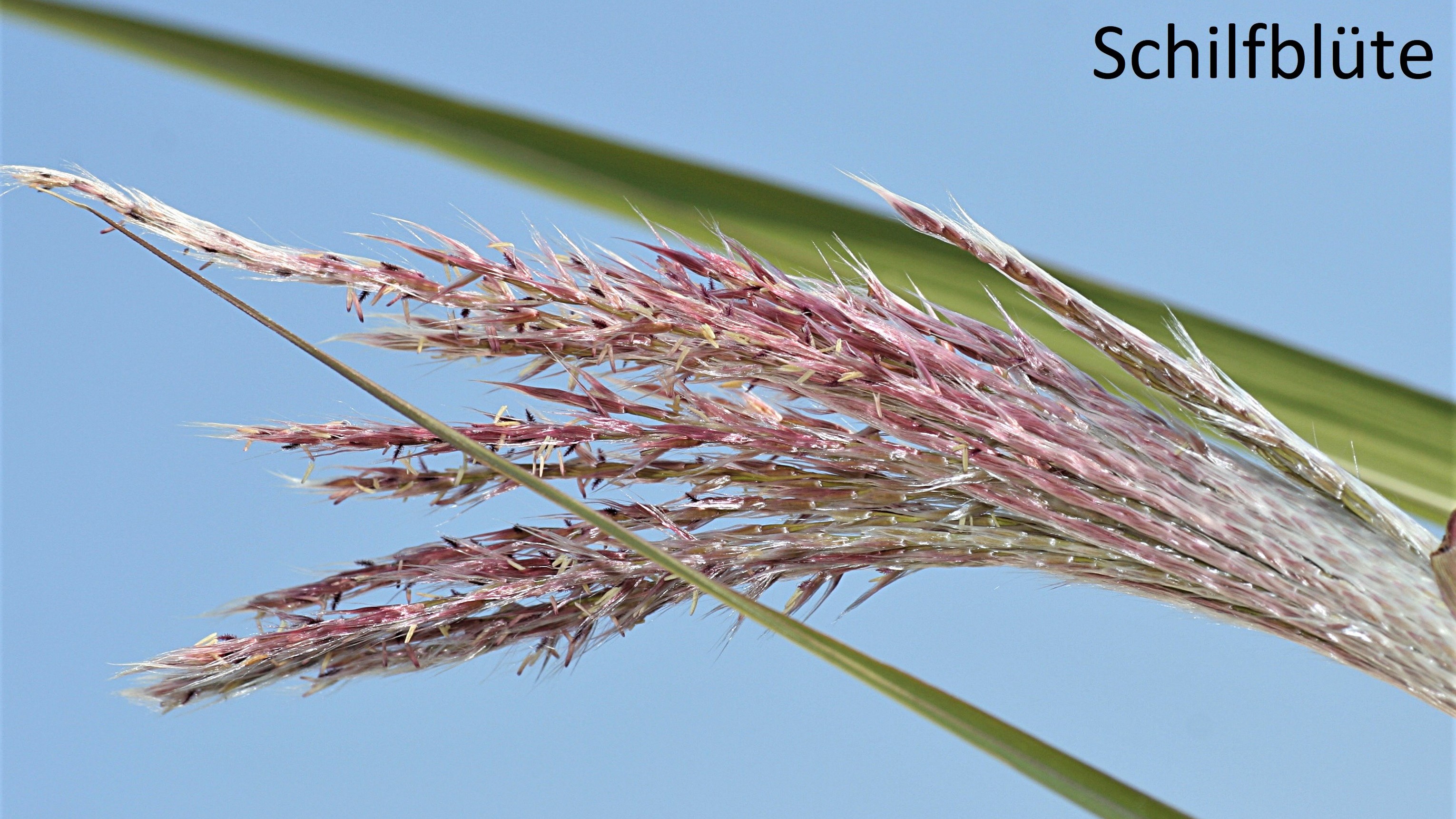 Schilfblüte, Matthias Kabel, wikimedia.org