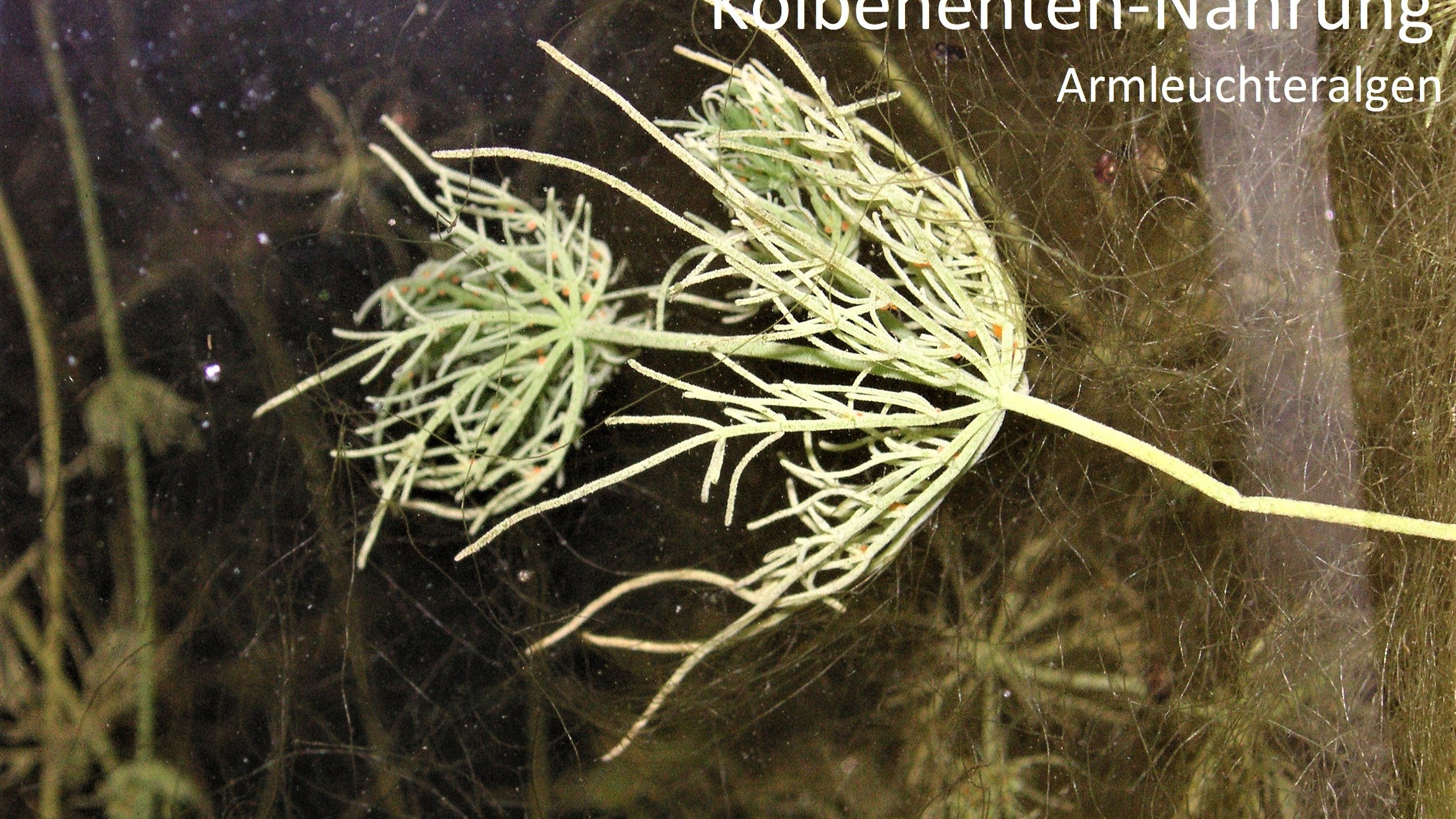 Kolbenten-Nahrung: Armleuchteralgen, Foto C. Niederbichler