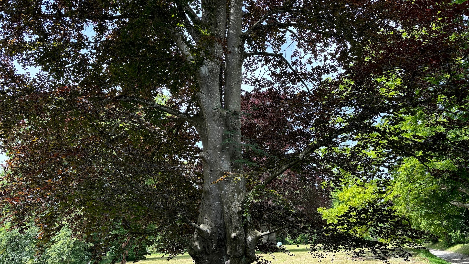 Gleich am nördlichen Eingang empfängt den Besucher des Parks eine staatliche Rotbuche. Foto Alois Kramer