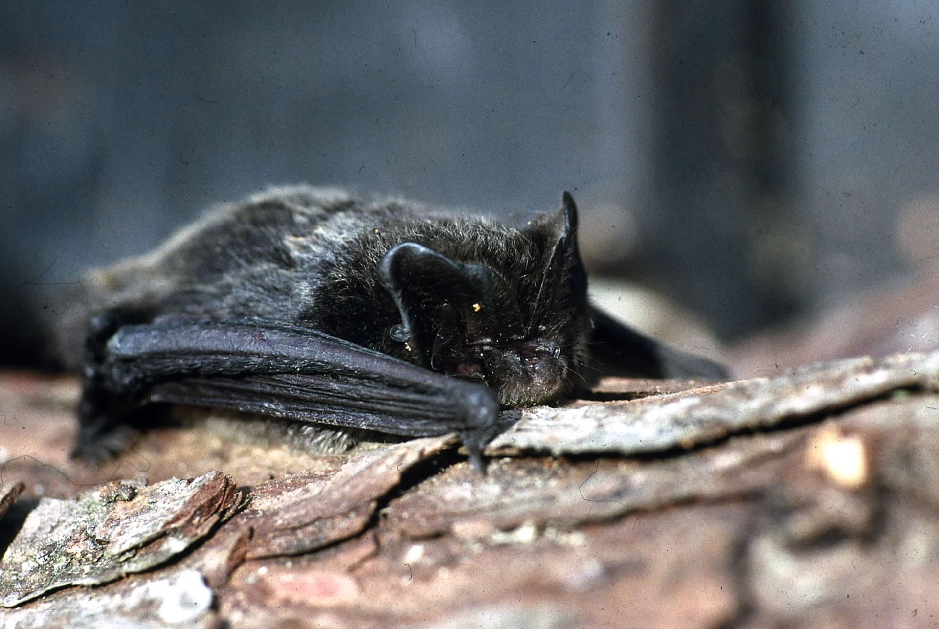 Die Mopsfledermaus – Eine anspruchsvolle Waldbewohnerin